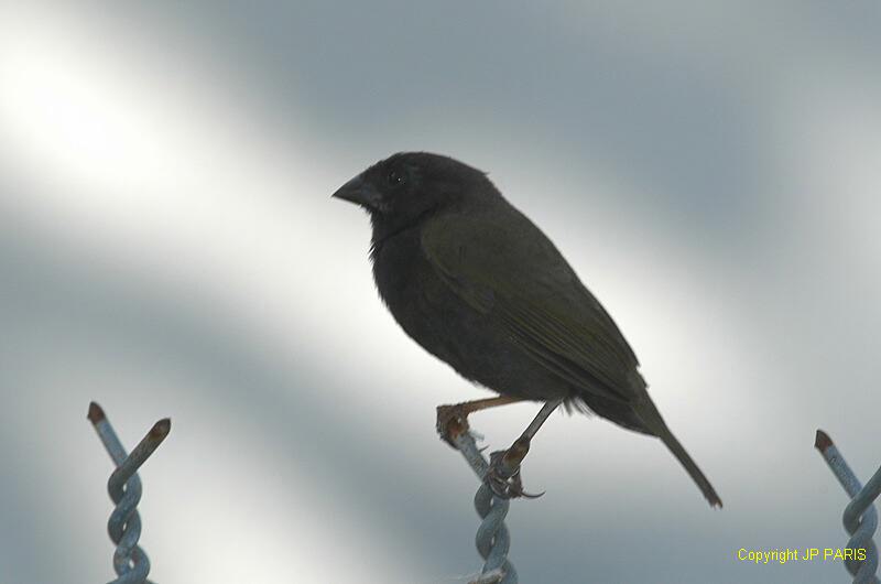 Tiaris bicolor